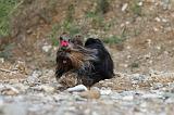 YORKSHIRE TERRIER 401